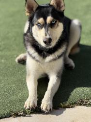 Reunited Female Dog last seen East Brainerd rd, Chattanooga, TN 37421