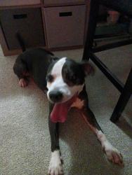 Reunited Female Dog last seen Near roundstone way charlotte 28216, Charlotte, NC 28216