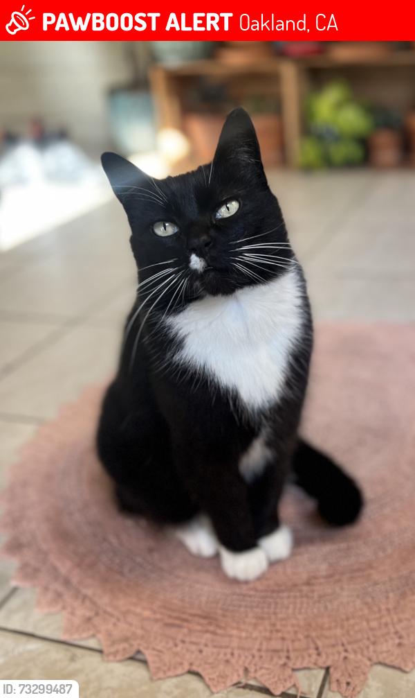 Lost Female Cat last seen 21st Street & Curtis Street, Oakland, CA 94607