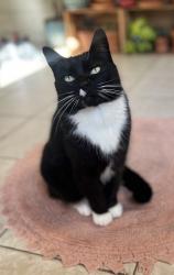 Lost Female Cat last seen 21st Street & Curtis Street, Oakland, CA 94607