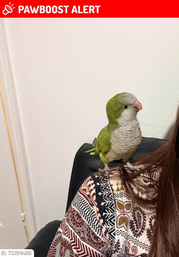Lost Female Bird last seen Norbury crescent, Greater London, England SW16 4LA