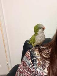 Lost Female Bird last seen Norbury crescent, Greater London, England SW16 4LA