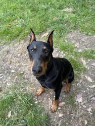 Reunited Male Dog last seen My backyard, High Point, NC 27262