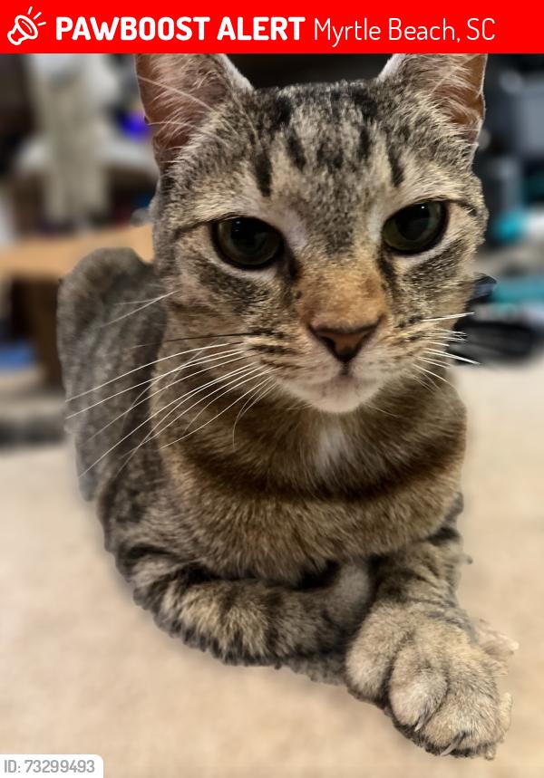 Lost Female Cat last seen Carolina Farms Blvd and Fairmont Ln in Myrtle Beach, Myrtle Beach, SC 29579