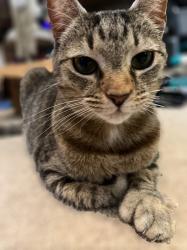 Lost Female Cat last seen Carolina Farms Blvd and Fairmont Ln in Myrtle Beach, Myrtle Beach, SC 29579