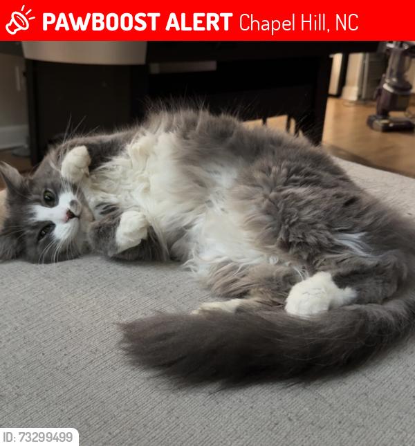 Lost Female Cat last seen Tinkerbell rd, Chapel Hill, NC 27517