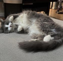 Lost Female Cat last seen Tinkerbell rd, Chapel Hill, NC 27517