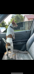 Reunited Female Dog last seen Laurel Bluff Rd, Roane County, TN 37763