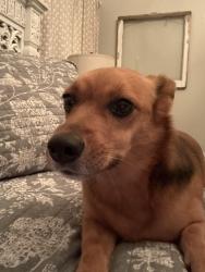 Reunited Female Dog last seen East Brainerd Rs, Chattanooga, TN 37421