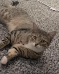 Lost Male Cat last seen Balsall heath, Balsall Heath, England B12 9PE