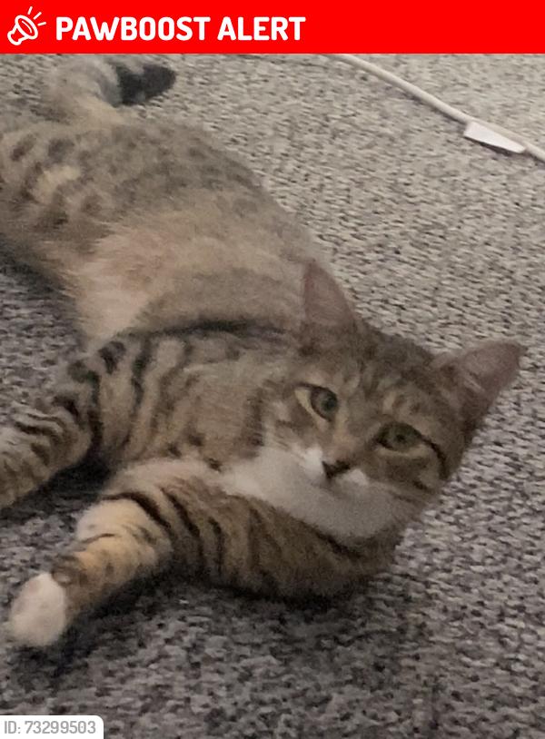 Lost Male Cat last seen Balsall heath, Balsall Heath, England B12 9PE