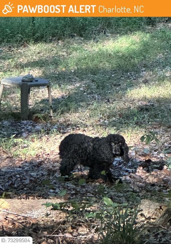 Found/Stray Unknown Dog last seen Autumnwood Lane, University area off Rocky River Rd. W, Charlotte, NC 28213