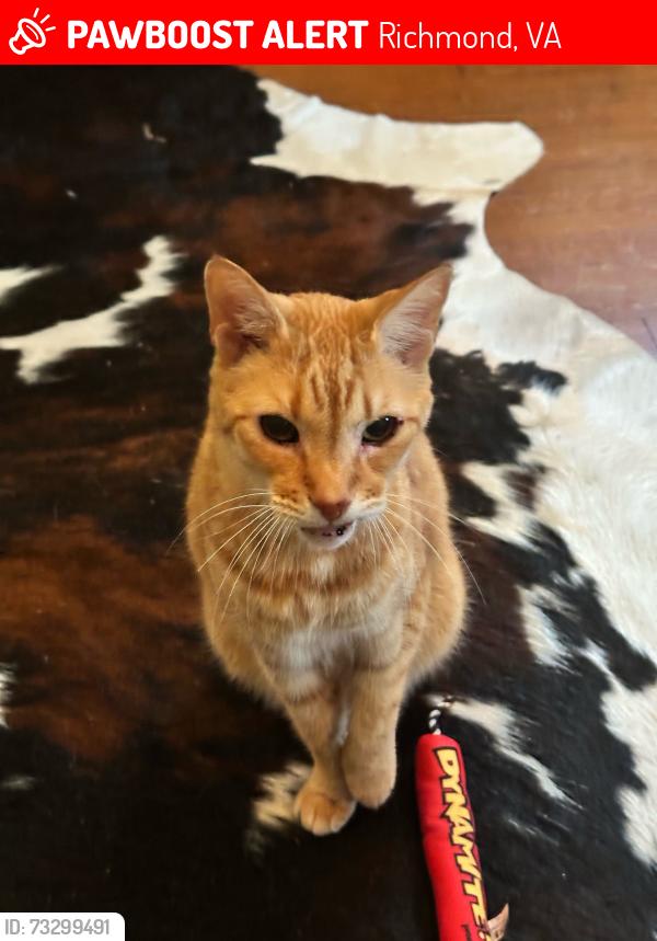 Lost Male Cat last seen W 32nd and Stonewall Ave, Richmond, VA 23225