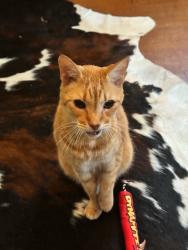 Lost Male Cat last seen W 32nd and Stonewall Ave, Richmond, VA 23225