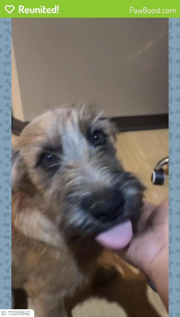 Reunited Male Dog last seen Near w 115th terr, Overland Park, KS 66210