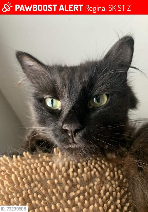 Lost Female Cat last seen Block of princess street, Regina, SK S4T 3Z9