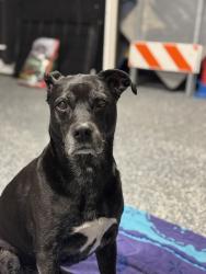 Lost Female Dog last seen Chatford and Mulrennan, Valrico, FL 33594