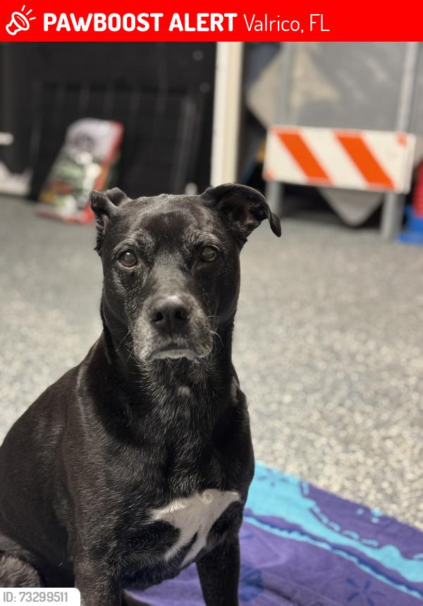 Lost Female Dog last seen Chatford and Mulrennan, Valrico, FL 33594