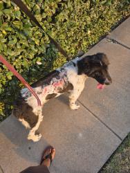 Found/Stray Unknown Dog last seen Boxwood Ln McKinney, McKinney, TX 75070