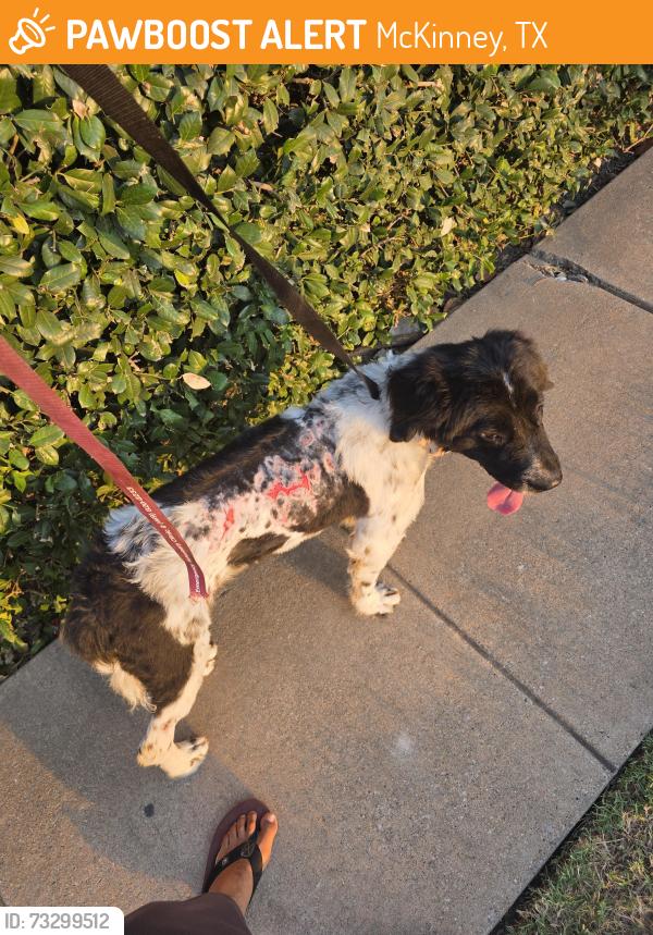 Found/Stray Unknown Dog last seen Boxwood Ln McKinney, McKinney, TX 75070