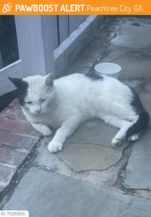 Found/Stray Male Cat last seen Near Surry Trail peaches city, Peachtree City, GA 30269