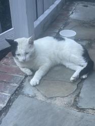 Found/Stray Male Cat last seen Near Surry Trail peaches city, Peachtree City, GA 30269