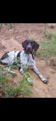 Reunited Female Dog last seen Shirley way, Bedford, TX 76022