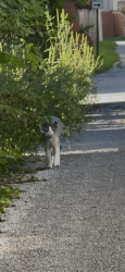 Found/Stray Unknown Cat last seen Alley between Gates & Mithoff, Columbus, OH 43206