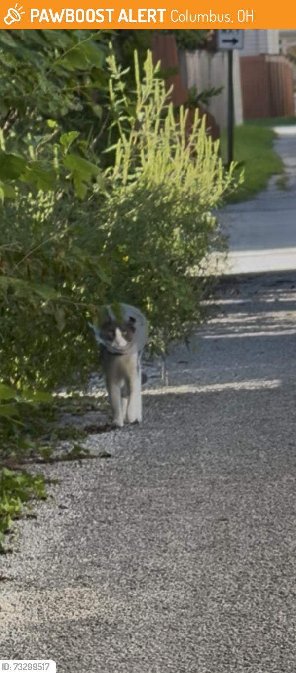 Found/Stray Unknown Cat last seen Alley between Gates & Mithoff, Columbus, OH 43206