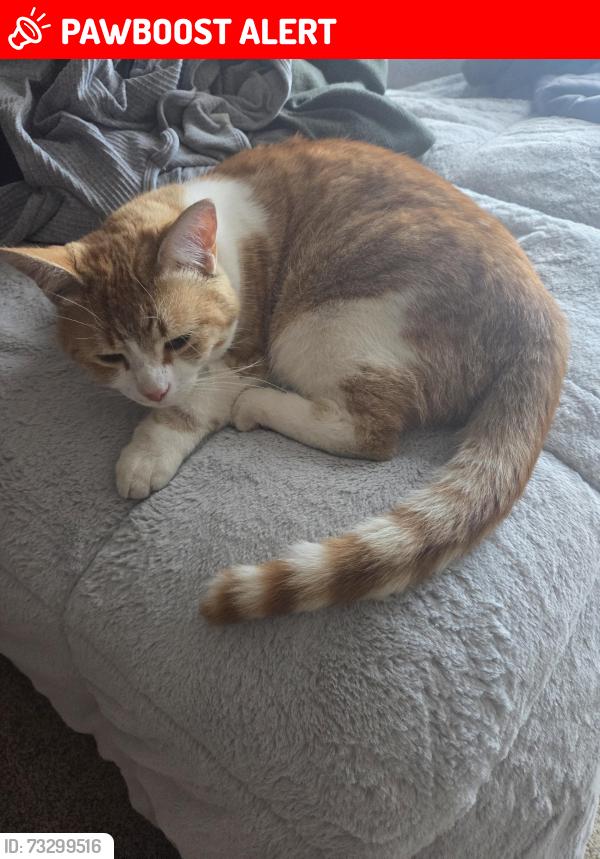 Lost Male Cat last seen Broadway and Salford, Highlands Ranch, CO 80126