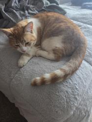 Lost Male Cat last seen Broadway and Salford, Highlands Ranch, CO 80126