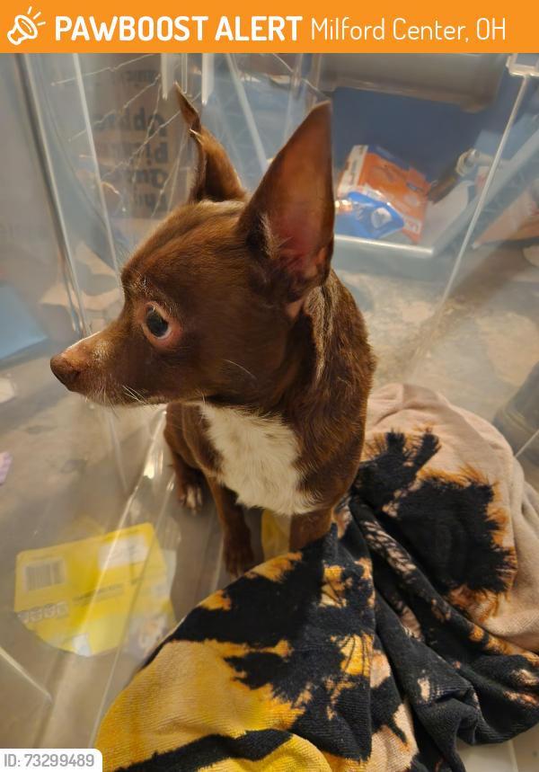 Found/Stray Male Dog last seen state rt 36, Milford Center, OH 43045