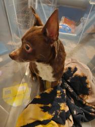 Found/Stray Male Dog last seen state rt 36, Milford Center, OH 43045