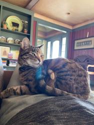 Lost Female Cat last seen On 49th St between Oxford and Niwot, Longmont, CO 80503