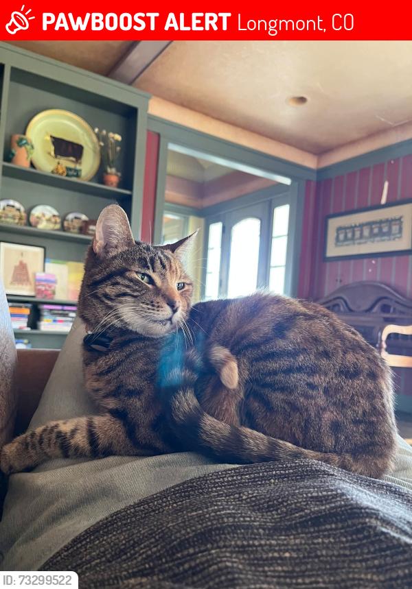 Lost Female Cat last seen On 49th St between Oxford and Niwot, Longmont, CO 80503