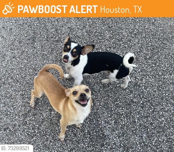 Found/Stray Male Dog last seen MererPark Charter school, Houston, TX 77092