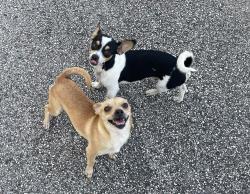Found/Stray Male Dog last seen MererPark Charter school, Houston, TX 77092