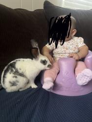 Lost Unknown Rabbit last seen W inwood dr, Arlington, TX 76010