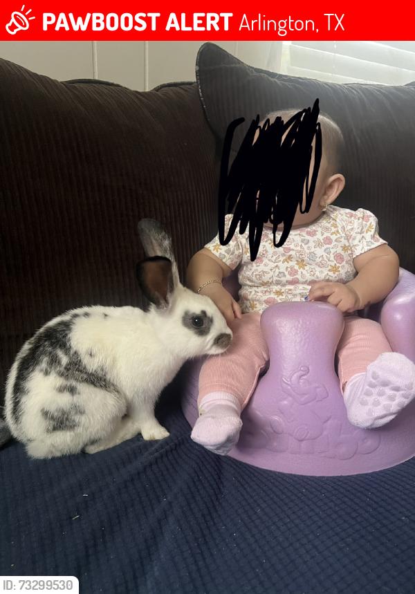 Lost Unknown Rabbit last seen W inwood dr, Arlington, TX 76010