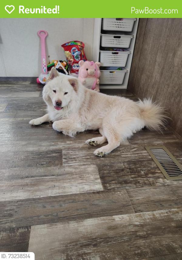 Reunited Male Dog last seen Tower Terrace trailer park, Hiawatha, IA 52233