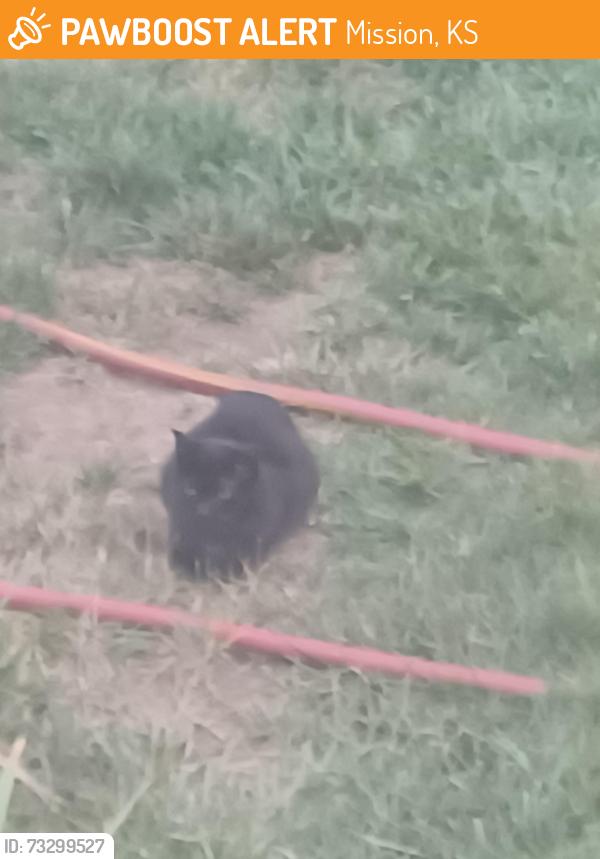 Found/Stray Unknown Cat last seen Near terrace and Juniper Drive, Mission, KS 66205