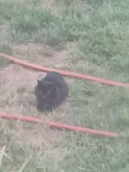 Found/Stray Unknown Cat last seen Near terrace and Juniper Drive, Mission, KS 66205