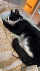 Lost Male Cat last seen JB Rd and Old Catawba Road, Claremont, NC 28610