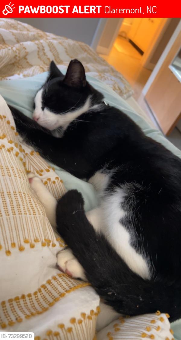 Lost Male Cat last seen JB Rd and Old Catawba Road, Claremont, NC 28610