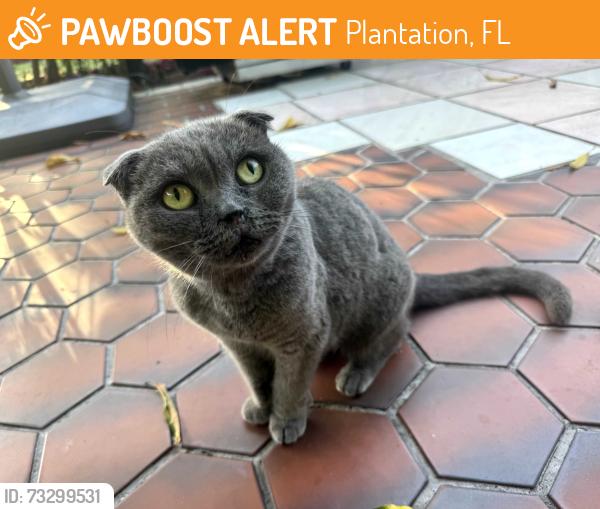 Found/Stray Female Cat last seen Near ave and Peters Rd, Plantation, FL 33317