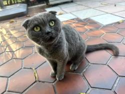 Found/Stray Female Cat last seen Near ave and Peters Rd, Plantation, FL 33317