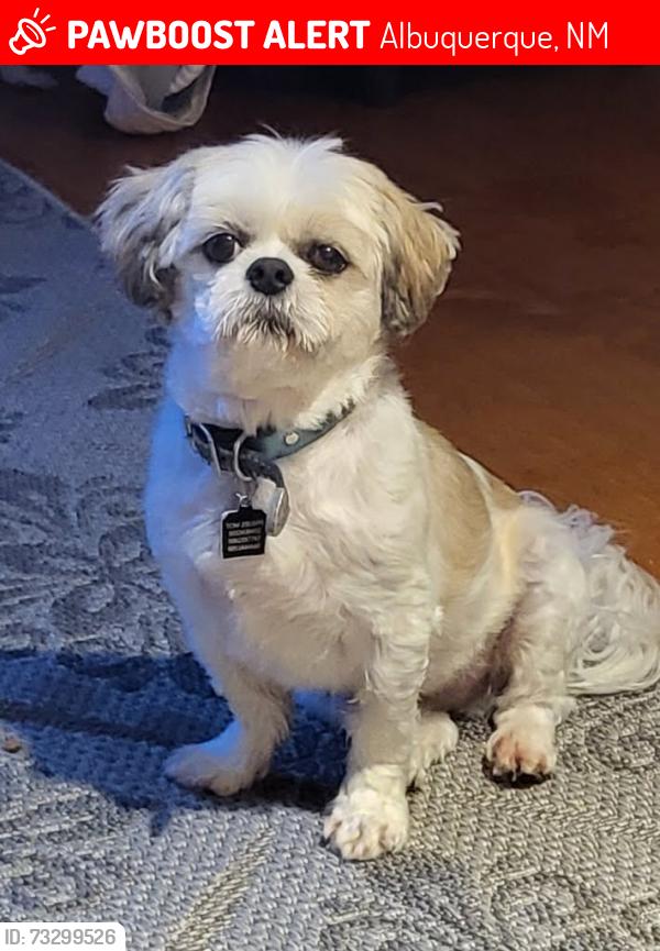 Lost Male Dog last seen Candelaria and Rio grande., Albuquerque, NM 87107