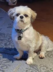 Lost Male Dog last seen Candelaria and Rio grande., Albuquerque, NM 87107