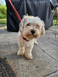 Reunited Male Dog last seen Coachwood and Brandywine, Sterling Heights, MI 48312