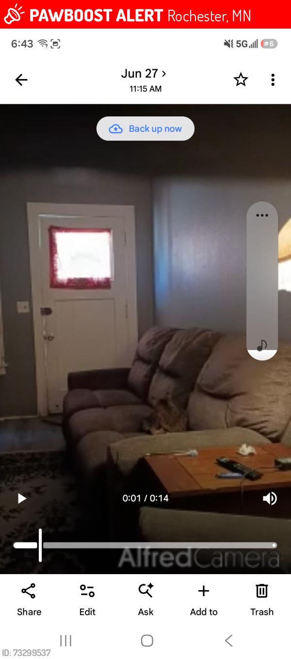 Lost Male Cat last seen 4th st, Rochester, MN 55904